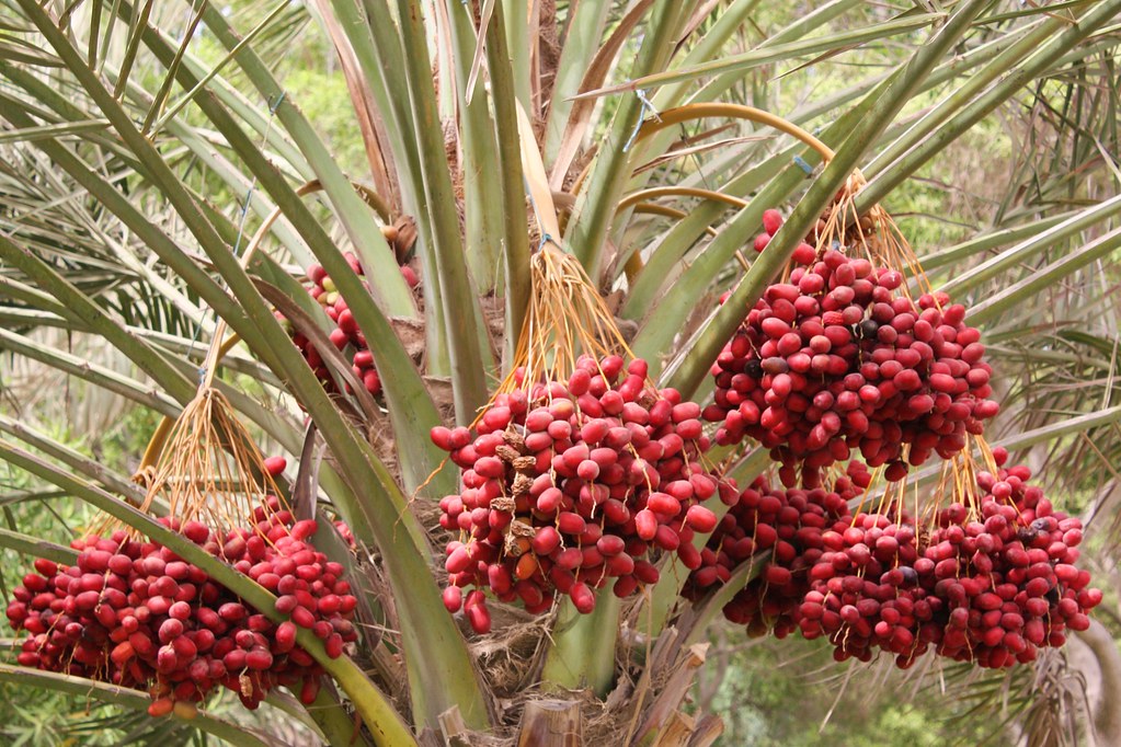 تمر رطب سكري (450 جرام)
